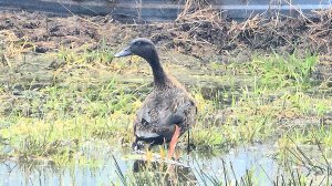 Первый выгул подсадных уток