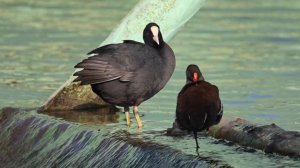 Лысуха и ее подруга Камышница