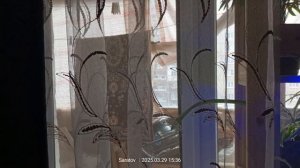 песня степного жаворонка.