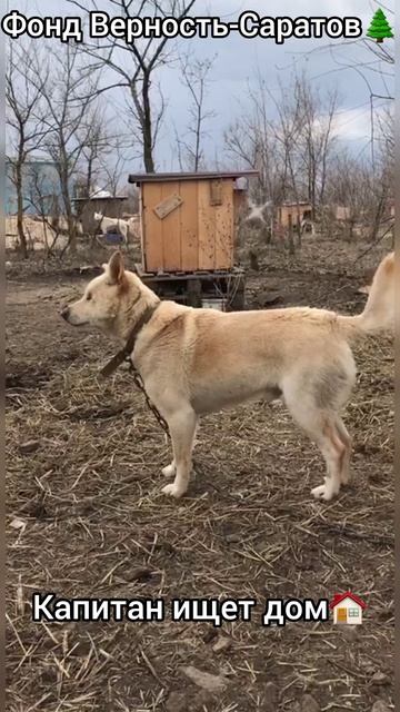 Капитан ищет дом #саратов #вдобрыерукисаратов #верностьсаратов