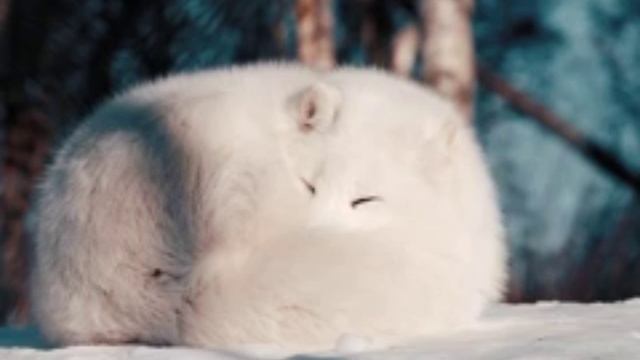 Белый песец 🥰🥰🥰 смотреть онлайн