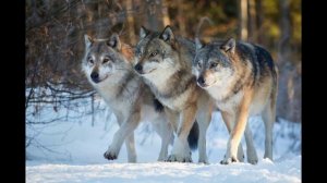 Верные друзья. Т.Муцураев