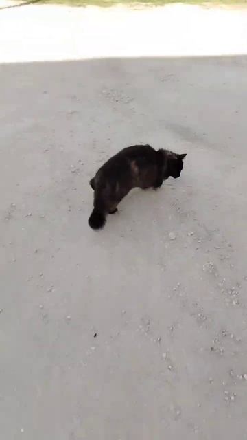 соседская кошка бегает задом на перёд😳😳😳 смотреть онлайн