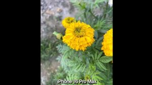 Xiaomi 15 Ultra vs iPhone 16 Pro Max vs Galaxy S25 Ultra - Сравнение камер в реальной жизни.