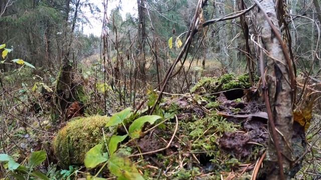 Красивая природа смотреть онлайн