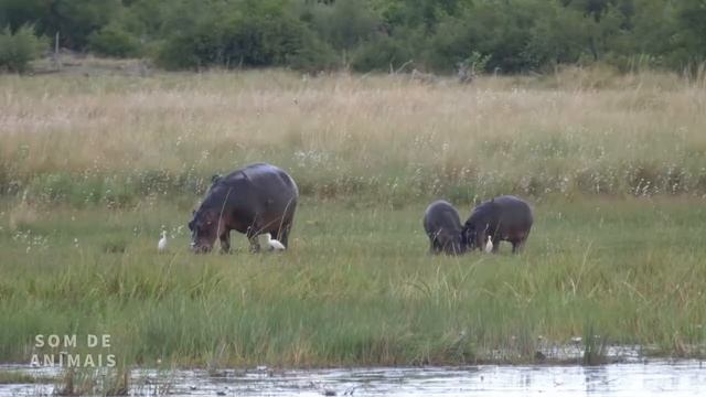 Você teria coragem de encarar um HIPOPÓTAMO? Eles são um perigo! смотреть онлайн