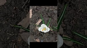 Весеннее мгновение