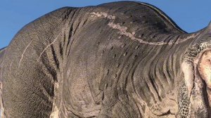 Мультфильм для детей