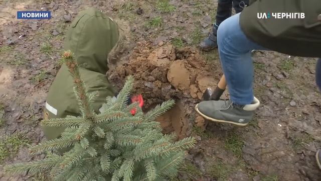 Чернігівці висадили у Березовому гаю ялинки та сосни, які купували на Новий рік