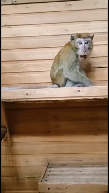 яванская макака Яша качает права 😂🥴🤭 #обезьянаотстаиваетсвоиправа смотреть онлайн