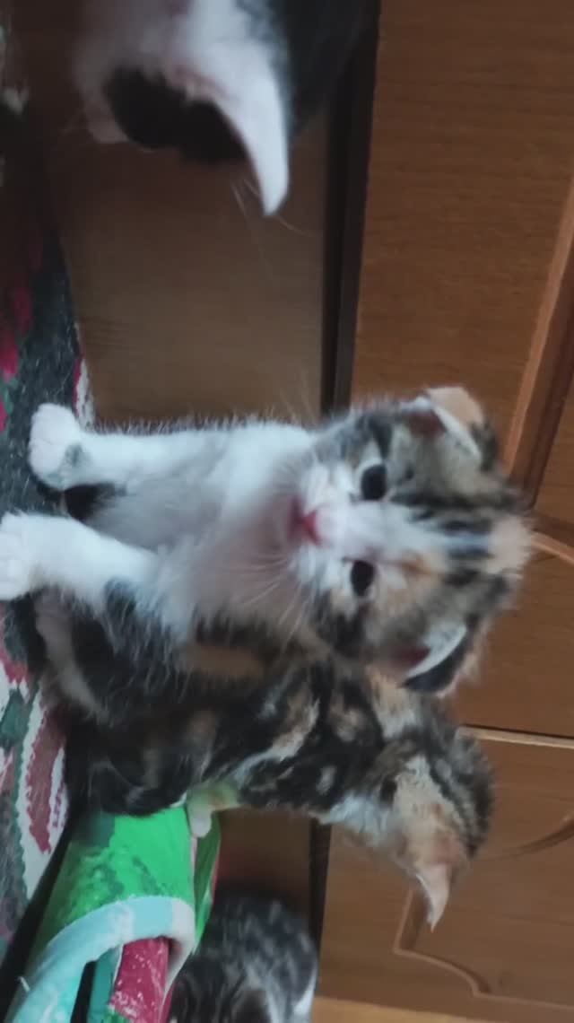 Вислоухие котята