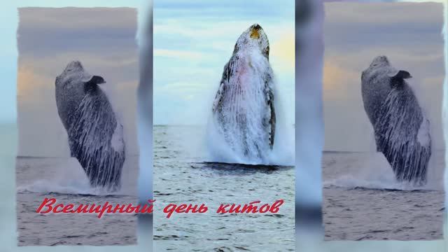 Всемирный день китов