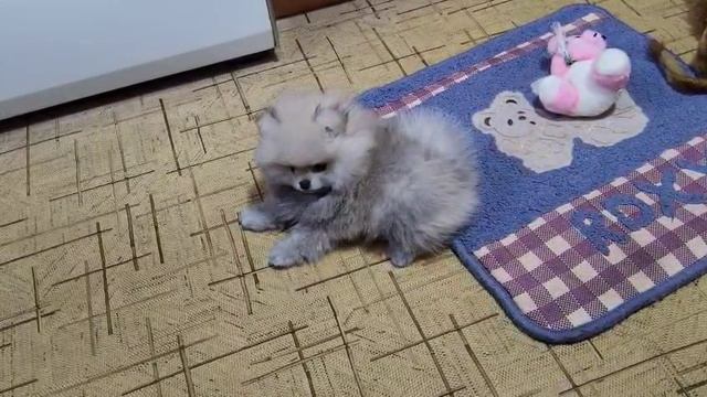 VID-20250329-WA0006 смотреть онлайн