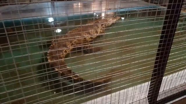 Крокодиловая ферма. смотреть онлайн