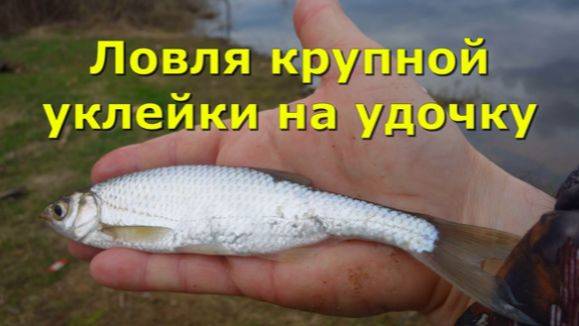 За крупной уклейкой с поплавком. смотреть онлайн