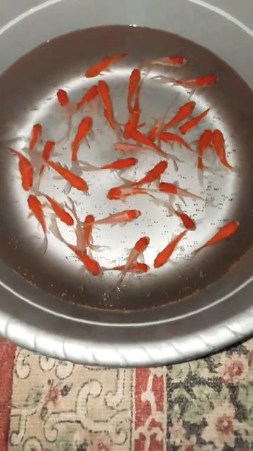 ikan komet😍. #shorts #ikankomet #ikanhias |@hahanyiran смотреть онлайн