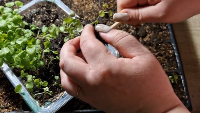 Как пересадить виолу. Пикировка виолы. Как формировать виолу, как стричь виолу. смотреть онлайн