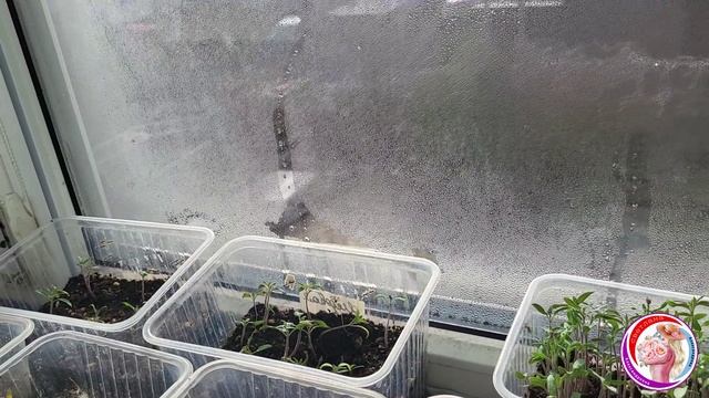 Как перезимовали розы и клематисы в питомнике в рогшках. Новые фартуки! 28 Марта смотреть онлайн