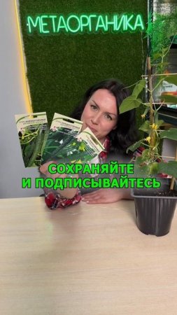 Уникальные китайские огурчики для дачи