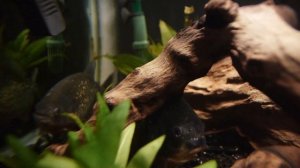 Red-Bellied Piranha (Pygocentrus nattereri) in 75 Gallon Tank