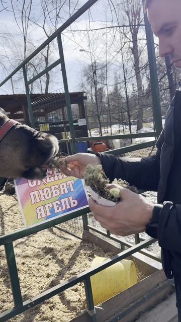 Парк кирова, кормлю животных) смотреть онлайн