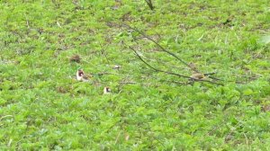 Четыре черноголовых щегла. Только красные маски из травы видны. Кормятся, птички!