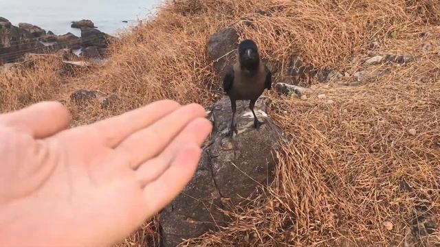 РАССВЕТ В АРАМБОЛЕ / Спасла краба / Нашла $$$ смотреть онлайн