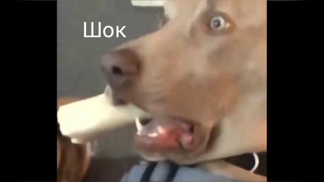 телевизор