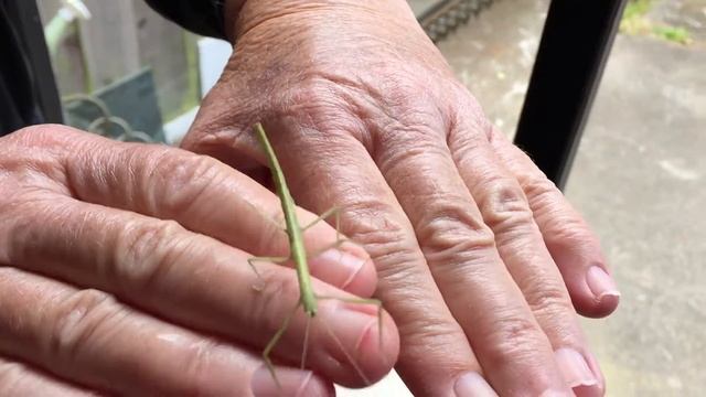 Walking stick insect