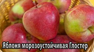 Яблоня морозоустойчивая Глостер