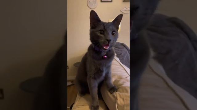 серый котик смотреть онлайн