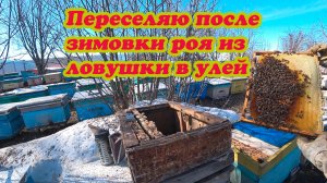 ПЕРЕСЕЛЯЮ ПЕРЕЗИМОВАЛЫЙ РОЙ ИЗ ЛОВУШКИ ЗА ПЕРЕГОРОДКУ К СЛАБОМУ ОТВОДКУ.