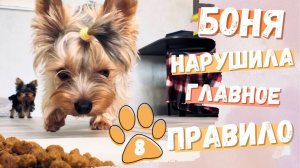 Боня нарушила главное правило 🐶❌🍽️ | Боня и Соня | Мини мир йорков