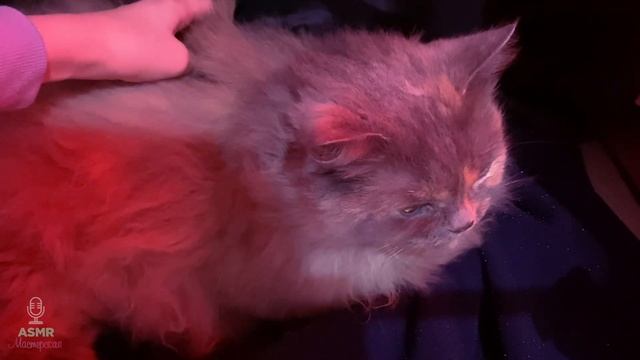 АСМР Кошечка МУРЛЫКАНИЕ и ШЕПОТ смотреть онлайн