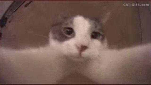 кот