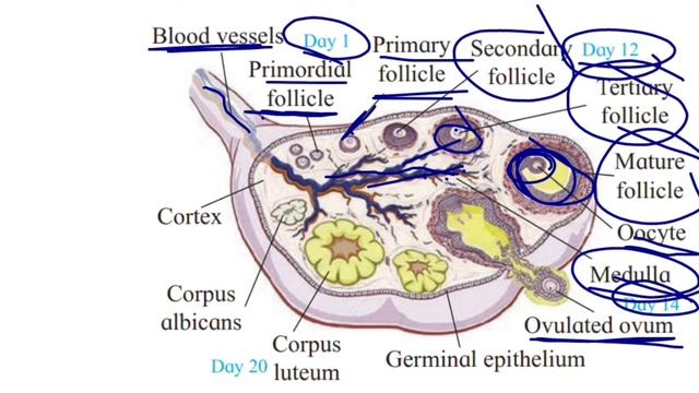 12th Biology|success Batch|Chapter 2 Human reproduction |Part 3|@GYANLABAP  #12th #biology #success
