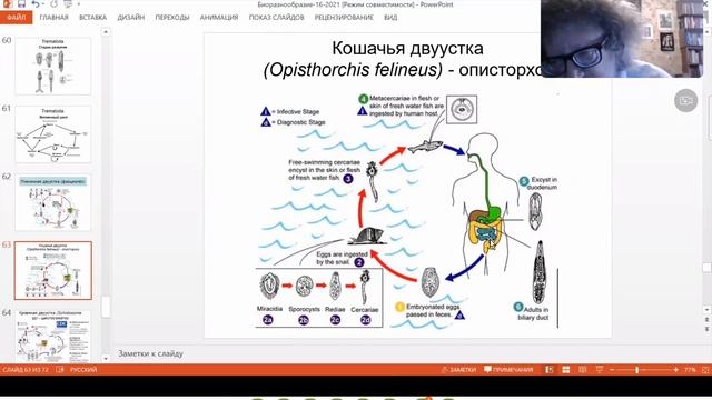 Биоразнообразие плоские черви