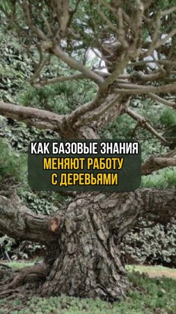 Как базовые знания меняют работу с деревьями