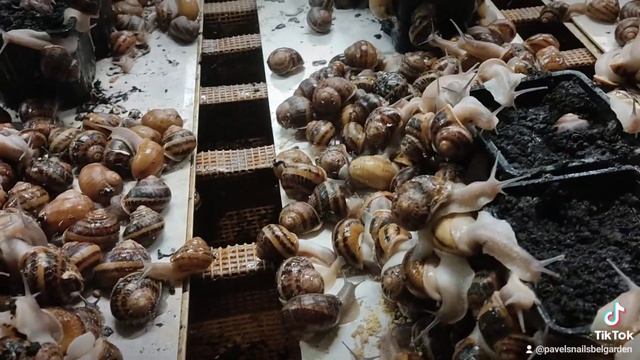 улиточная ферма#устройство улиточной фермы#как выращивать улиток#улиточная ферма в Несвиже# бизнес смотреть онлайн