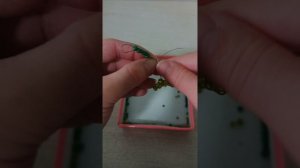 Веточка вишни 🍒