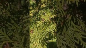доброе пчелиное утречко