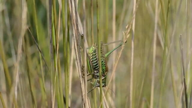 Kleine wrattenbijter Gampsocleis glabra, roepzang смотреть онлайн