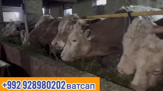 НОВЫЙ ПАРТИЯ бык порода СЕМЕНТАЛ