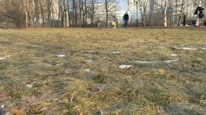 Уиппет Эвр - ловля роллов