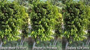 Сравнение камер - Huawei 70 Pro Plus vs iPhone 16 Pro Max vs Galaxy S24 Ultra в реальной жизни.