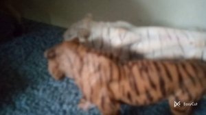 сериал на фигурках диких кошек "дружба не вечна " 2 серия