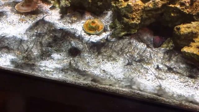 Spirulina! смотреть онлайн