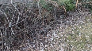 My Favorite Tool For Clearing Brush - Fiskars Xa3 Brush Hook