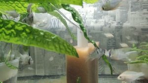 Рамирези Апистограмма