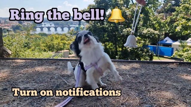 [Tiny Dog] My Chihuahua Explores Prague's Biggest Toy Store! | Fun Adventure 😄🏬